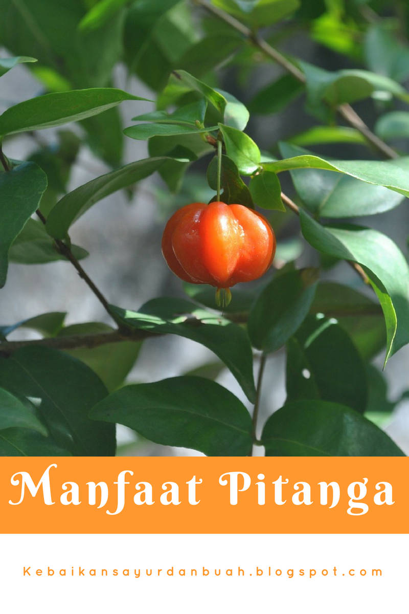 11 Manfaat buah Pitanga