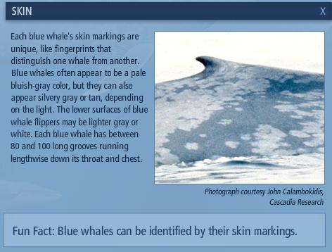 Mengenal Paus Biru (Blue Whale)