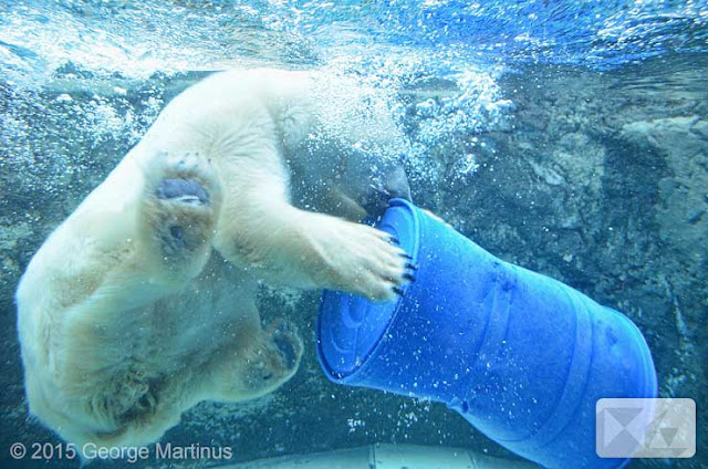 &#91;Hokkaido&#93; Asahiyama Zoo, Kebun Binatang Paling Inovatif di Jepang