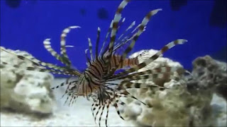 7 jenis lion fish - cantik dan mematikan