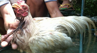 Heboh Berita Ayam Ajaib Disembelih Hidup Lagi