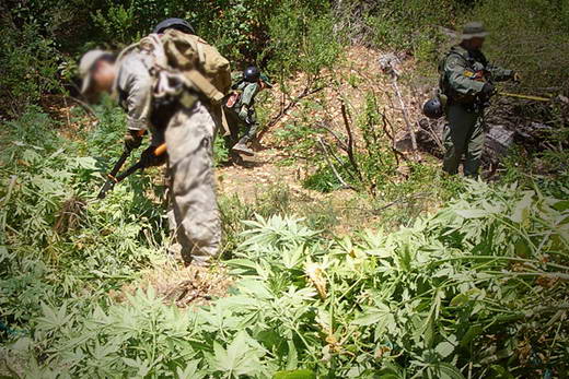 6 negara Penyalur ganja terbanyak di dunia