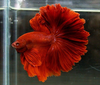 6 jenis ikan cupang (betta fish) cantik dan unik