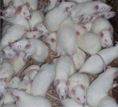 ASAL USUL TIKUS PUTIH >>