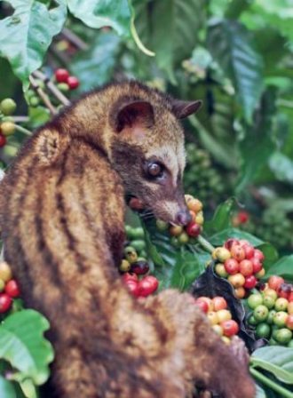 Kopi Luwak Liar Arabica 100% Asli Termurah di Indonesia(Jaminan Mutu)