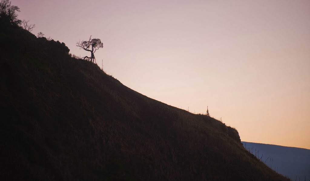 &#91;Nature&#93; : 25 Foto Pohon Menakjubkan Yang Belum Pernah Agan Lihat Sebelumnya