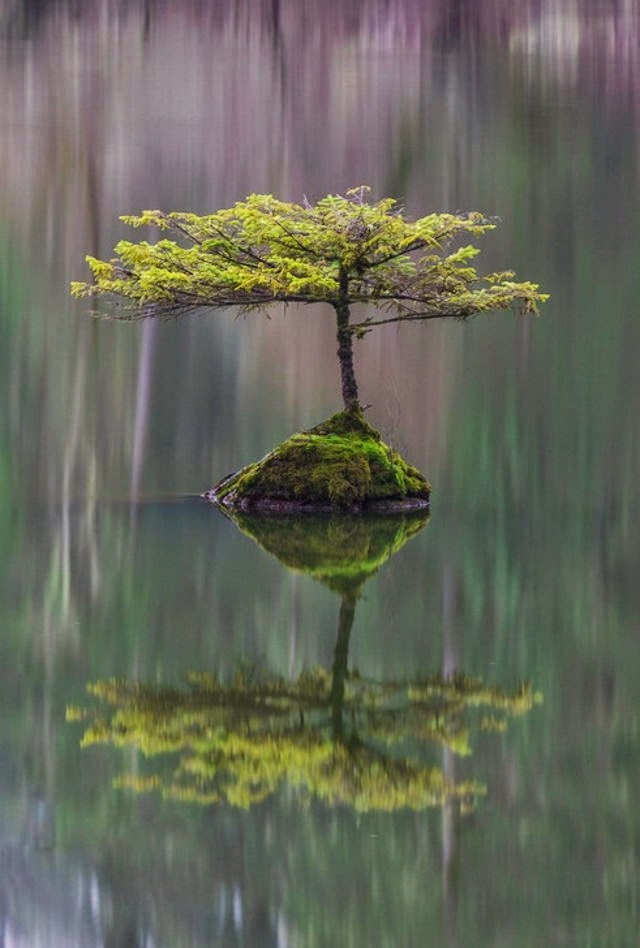 &#91;Nature&#93; : 25 Foto Pohon Menakjubkan Yang Belum Pernah Agan Lihat Sebelumnya