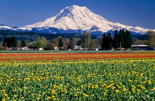 18 Ladang dan Taman Bunga yang Indah di Dunia
