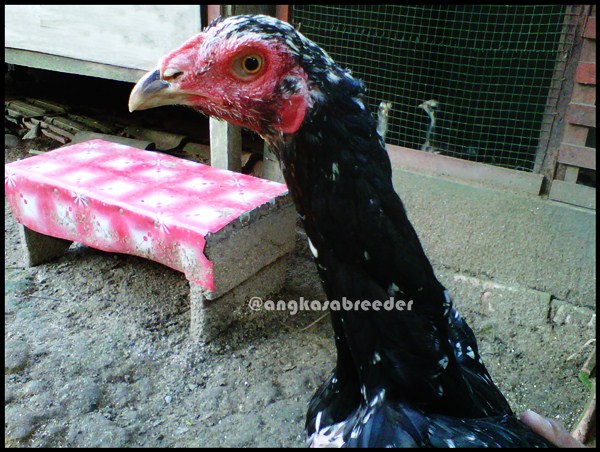 Ayam Bangkok Indukan AngKasa BreeDer (Si Kikik) Palembang