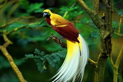 &#91;HOT&#93; Asal Burung Cendrawasih Adalah Burung Surga