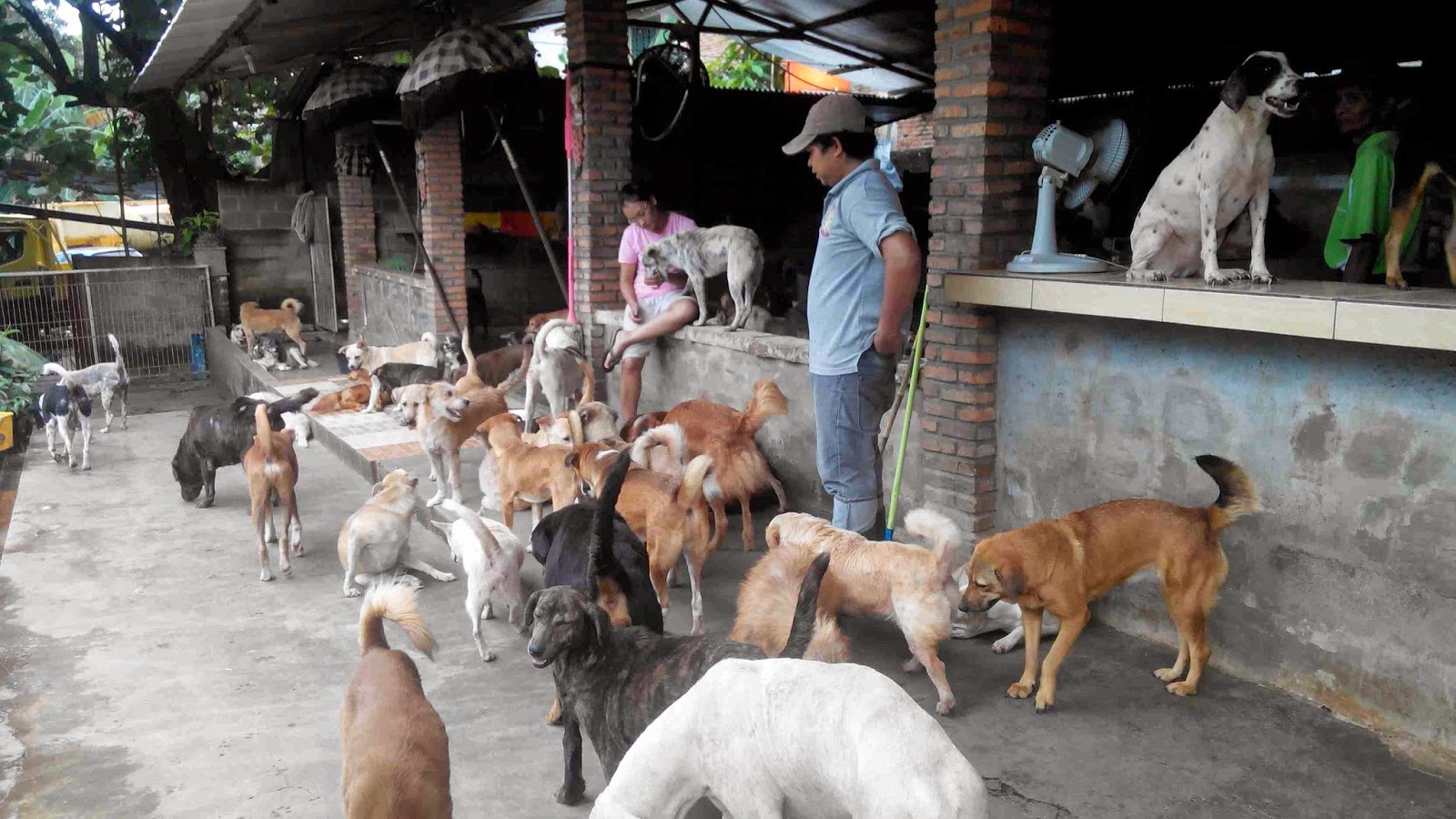 6 Fakta Animal Shelter yang wajib Anda ketahui sebagai pecinta Anjing dan Kucing