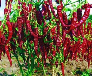 10 CABE TERPEDAS DI DUNIA