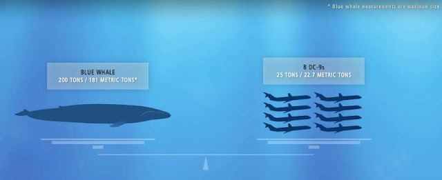 Mengenal Paus Biru (Blue Whale)