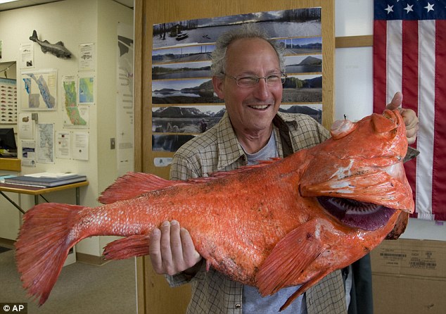 Ikan Tertua di Dunia, Dipancing di Alaska Berusia 200 Tahun