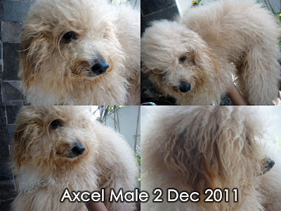 FOR SALE Red Toy Poodle (2 ekor) & Apricot Toy Poodle (4 ekor) Import Thailand “speci