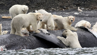 Pulau Wrangel: Pulau Beruang Kutub Dan Mammoth Berbulu