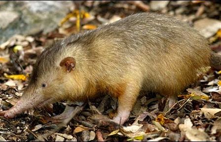 Tikus Raksasa unik Menyerupai Babi Ditemukan di Kutai Timur 