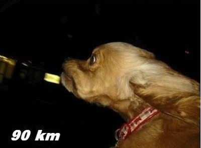 Reaksi Ketika Anjing Diajak Ngebut (Photo)