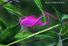 &#91;WOW&#93; Ada Serangga berwarna Pink yang sangat cantik