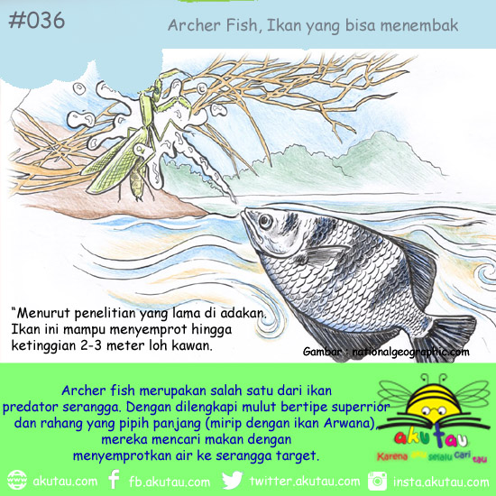 Archer Fish ikan yang bisa menembak 