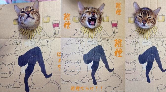 Lucunya Cosplay yang Dilakukan Kucing di Jepang