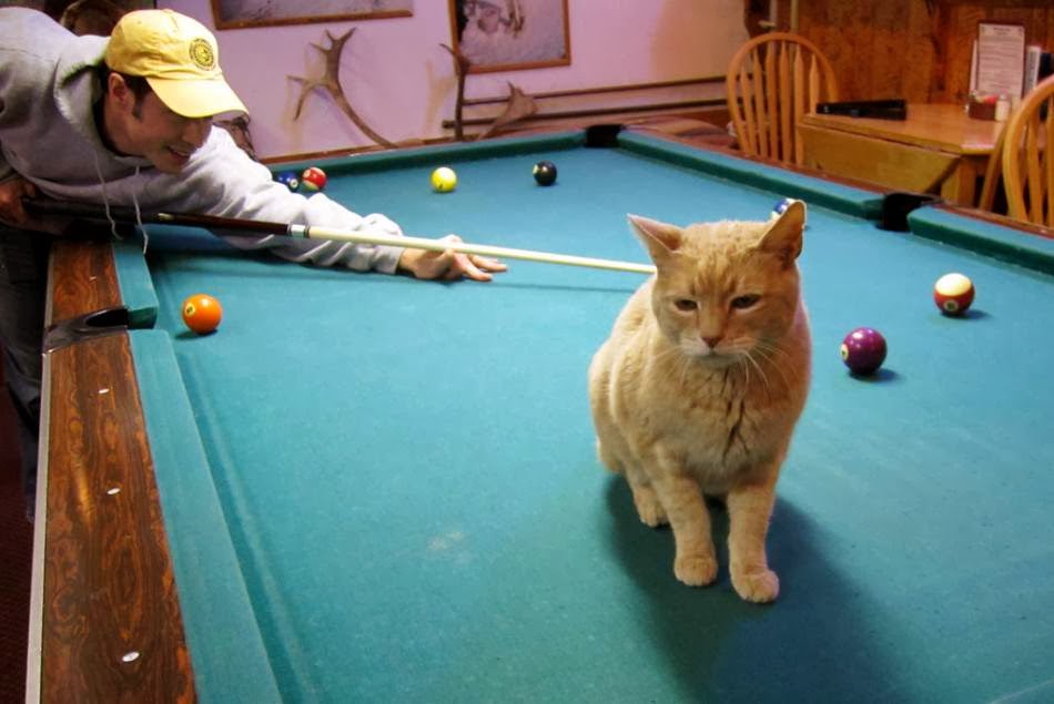 12 Kucing Dengan Profesi Istimewa