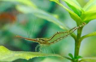 15 Jenis udang hias cantik aquascape yang belum anda ketahui