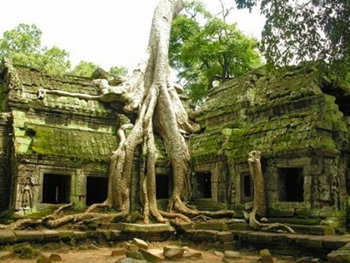 Bentuk Pohon Paling Unik di Dunia