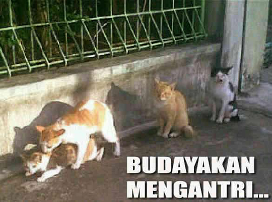 のPemerkosa の Pembunuh の Psikopat のWaria