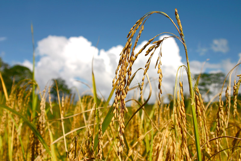 Cara Keren Tanam Padi Di Korea