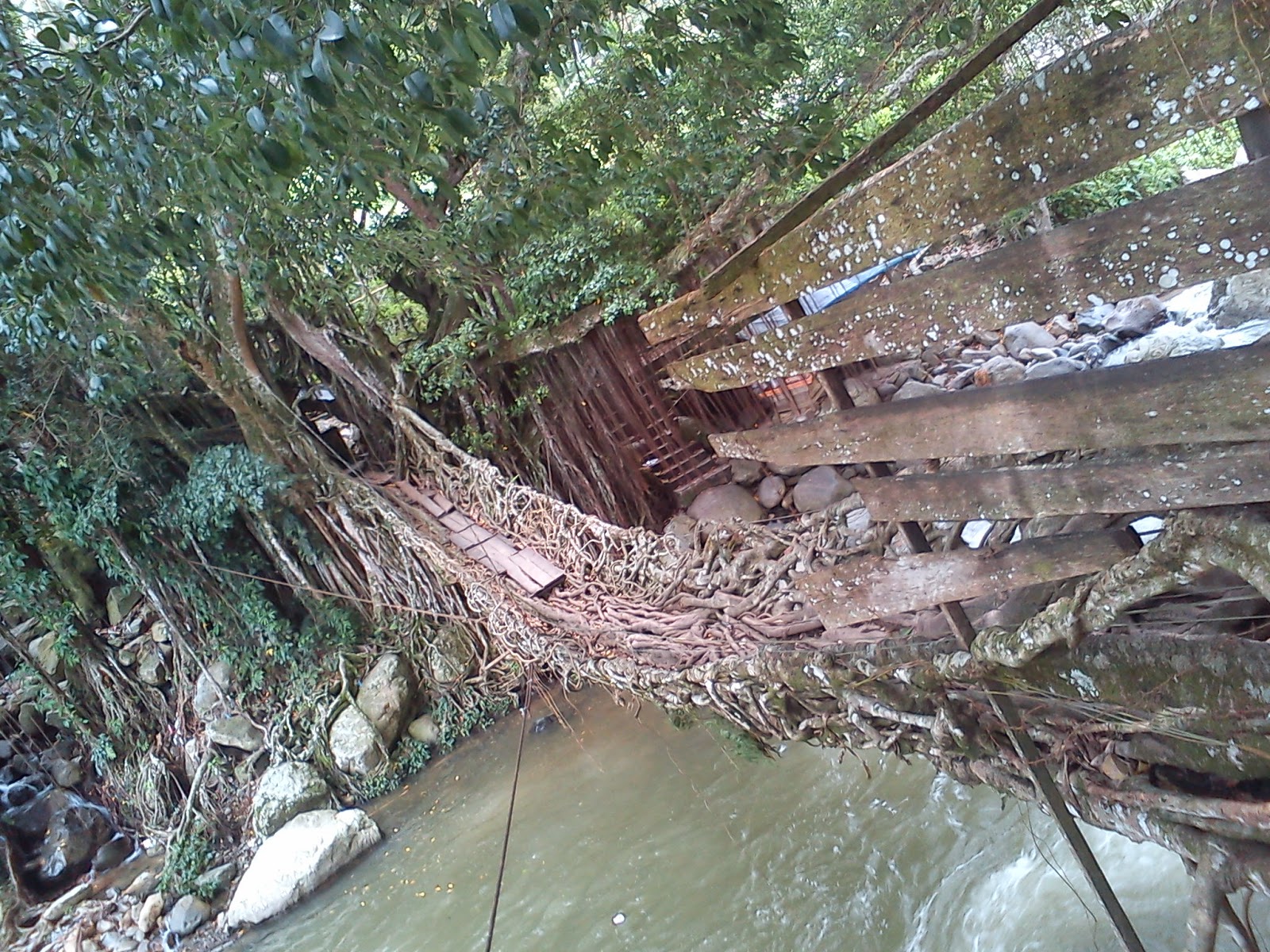  Menengok Indahnya Jembatan Akar di Painan 