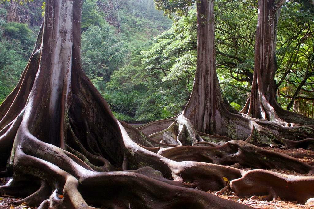 &#91;Nature&#93; : 25 Foto Pohon Menakjubkan Yang Belum Pernah Agan Lihat Sebelumnya