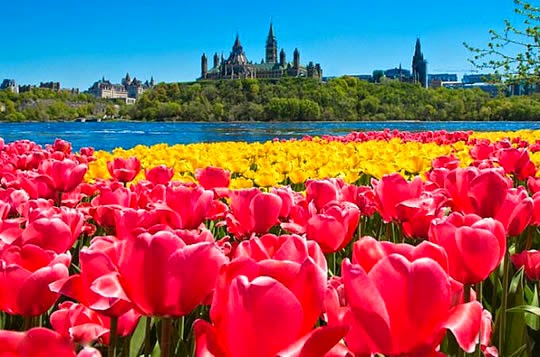 18 Ladang dan Taman Bunga yang Indah di Dunia