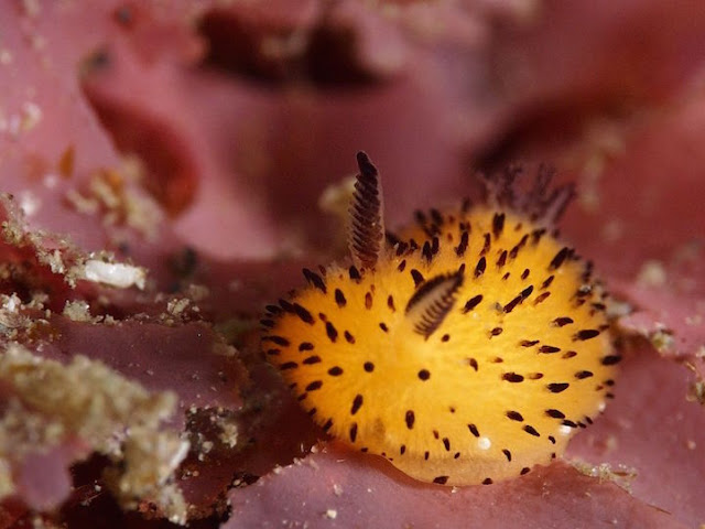 &quot;Siput Laut&quot; Hewan Lucu yang Katanya ada di Indonesia