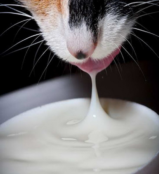 10 Perilaku Kucing yang Jarang di Ketahui Manusia