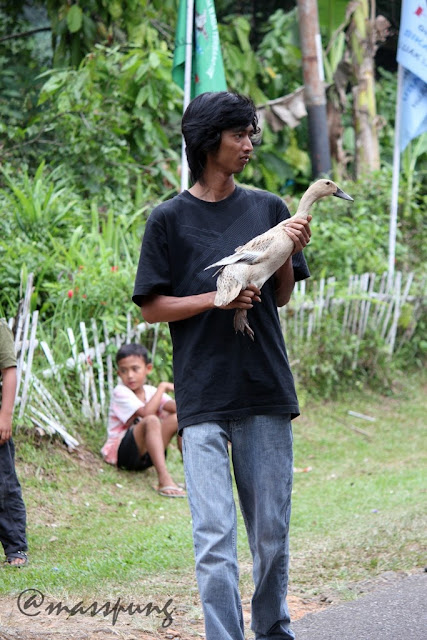 Uniknya Pacu Itik (Duck Race) di Payakumbuh