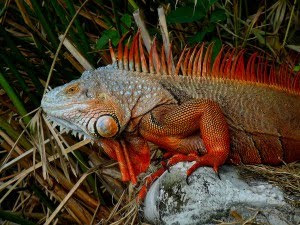 Berbagai Jenis Morph Iguana di Dunia 