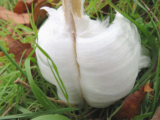 &#91;AMAZING&#93; Frost Flowers: Es Yang Berbentuk Seperti Bunga (++PIC)