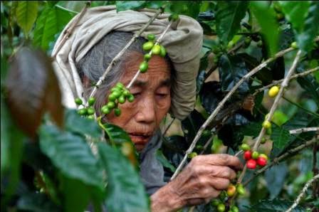Sejarah Kopi Gayo Aceh &#91;Full Pic&#93;