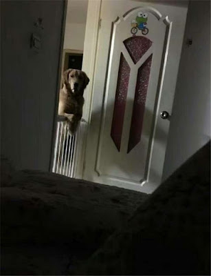 Anjing Ini Selalu Awasi Majikannya Saat Malam Hari