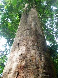 (Full Pic) Pohon Ulin, Pohon Terbesar dan Tertua di Indonesia