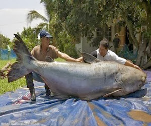 10 Jenis Ikan Lele Terbesar Yang Pernah Tertangkap