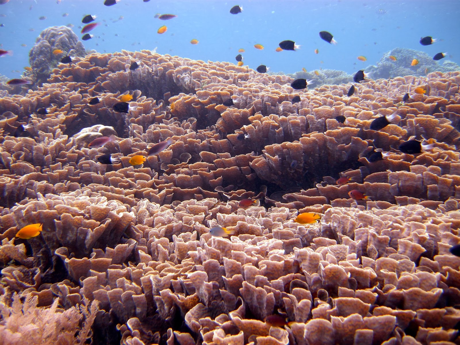 Pemandangan bawah laut tercantik di dunia.