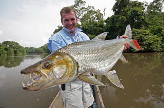 5 Ikan yang Paling Jahat di Dunia