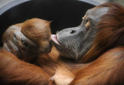 Indahnya Kasih Sayang Induk Kepada Sang Anak.