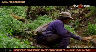 Ngeri Gan, Ada Kampung Petani Ganja di Mandailing Natal Banya Beceng pula!