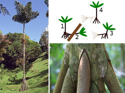 Pohon Paling Misterius di Dunia 
