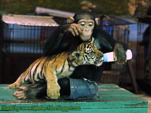 &quot;Foto Seekor Monyet Meminumkan Susu Pada Anak Harimau yang Menghebohkan Dunia&quot;