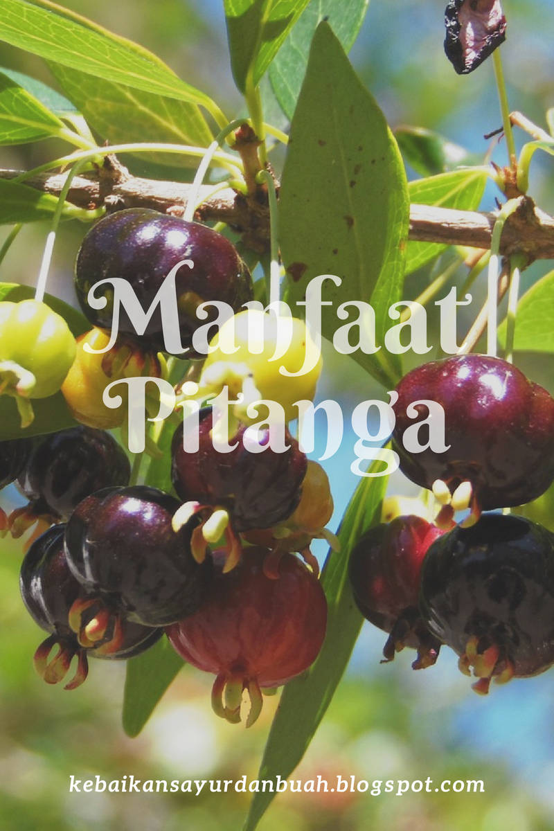 11 Manfaat buah Pitanga