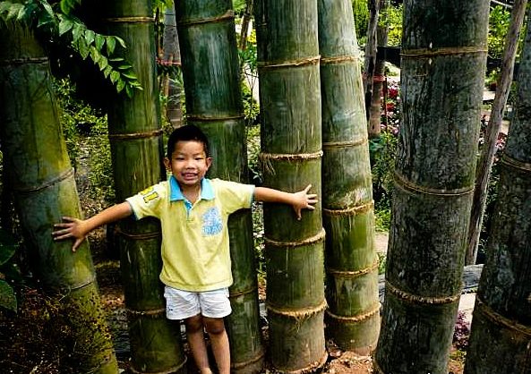 All about bamboo , bambu yang unik dan eksotik